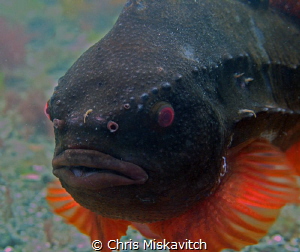 Lump Fish of the coast off New England by Chris Miskavitch 